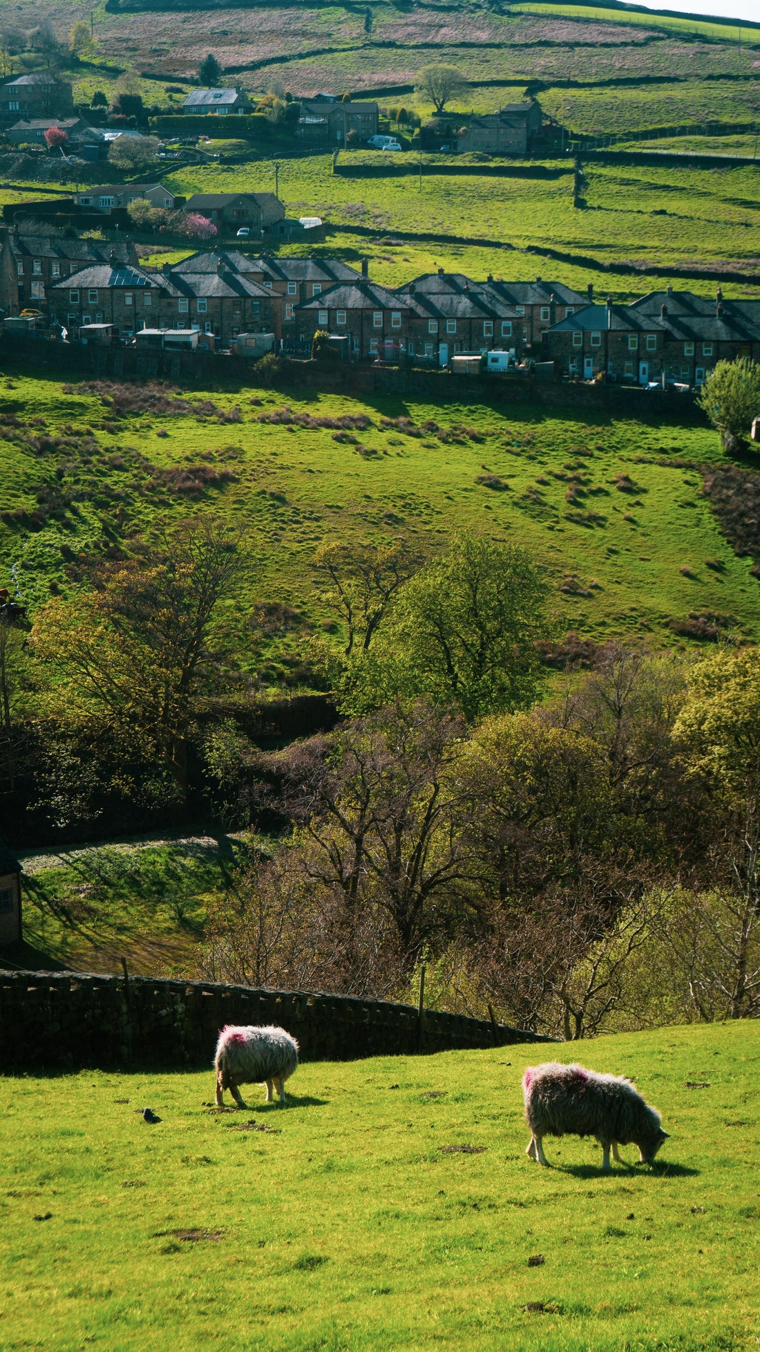 Countryside Dog Walks Near Bacup — A Local's Complete Guide - The Big Pet Shop