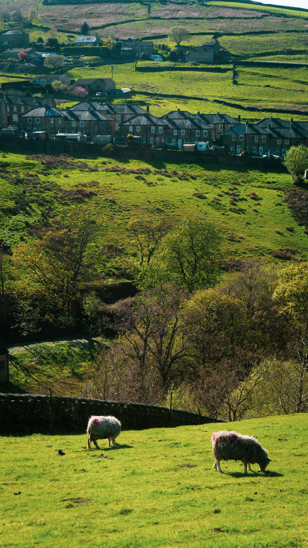 Countryside Dog Walks Near Bacup — A Local's Complete Guide - The Big Pet Shop