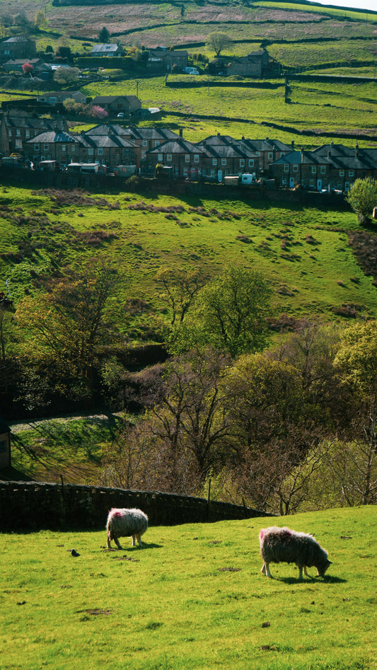 Dog Walking Routes Near Rawtenstall — The Complete Local Guide - The Big Pet Shop