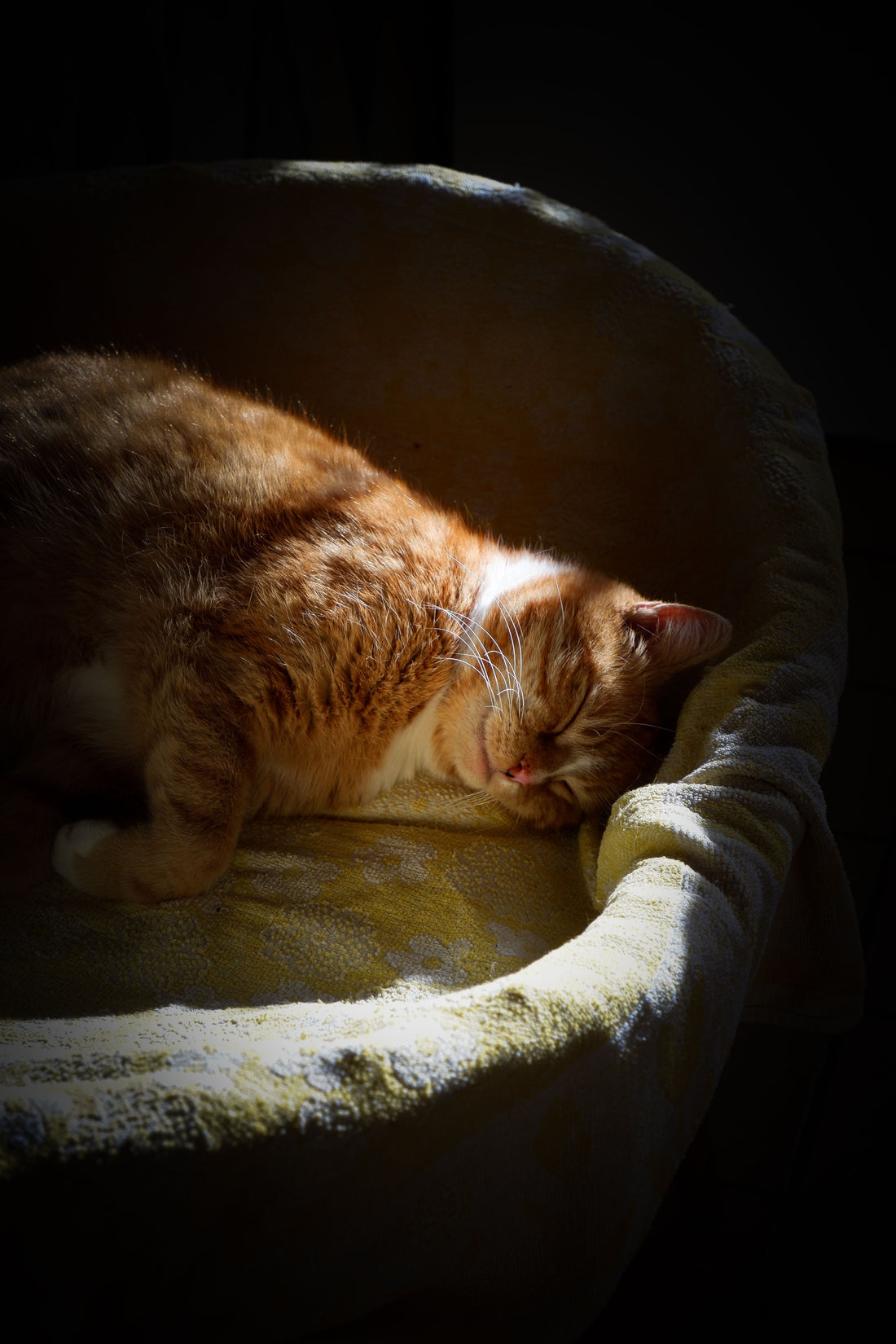 Why Cats Change Sleeping Spots — The Complete Science Explained - The Big Pet Shop