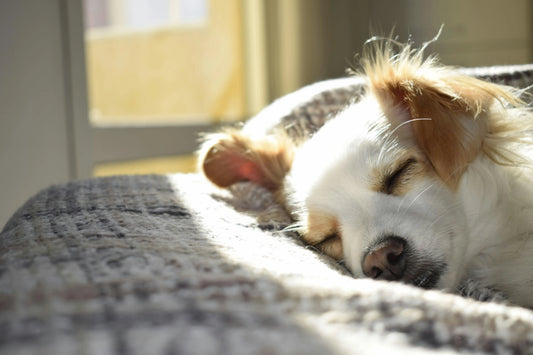 Why Some Things are Worth the Wait: The ‘Slow-Crafted’ Approach to Pet Comfort - The Big Pet Shop