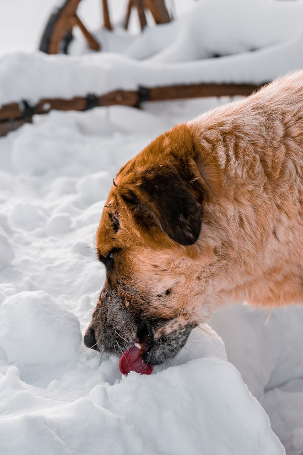 How to Keep Water Bowls From Freezing Outdoors - The Big Pet Shop