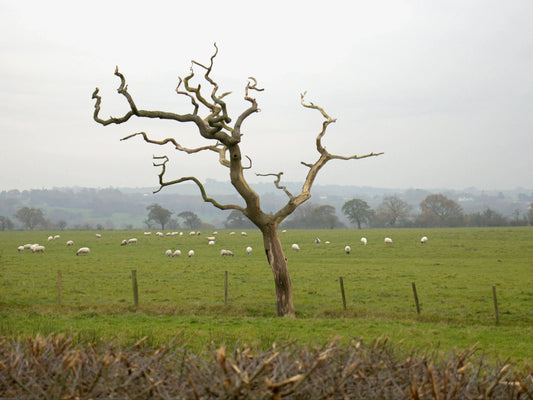 Mud, Moors, and Milly: Why We Field-Test Every Harness in the Lancashire Hills - The Big Pet Shop