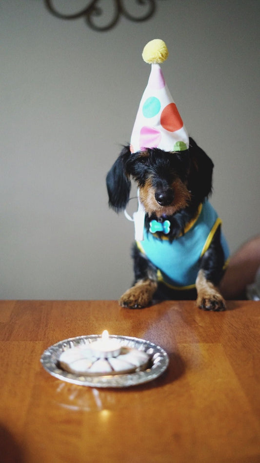 Best Gifts for Dog Owners in the UK — The Complete 2026 Gift Guide - The Big Pet Shop