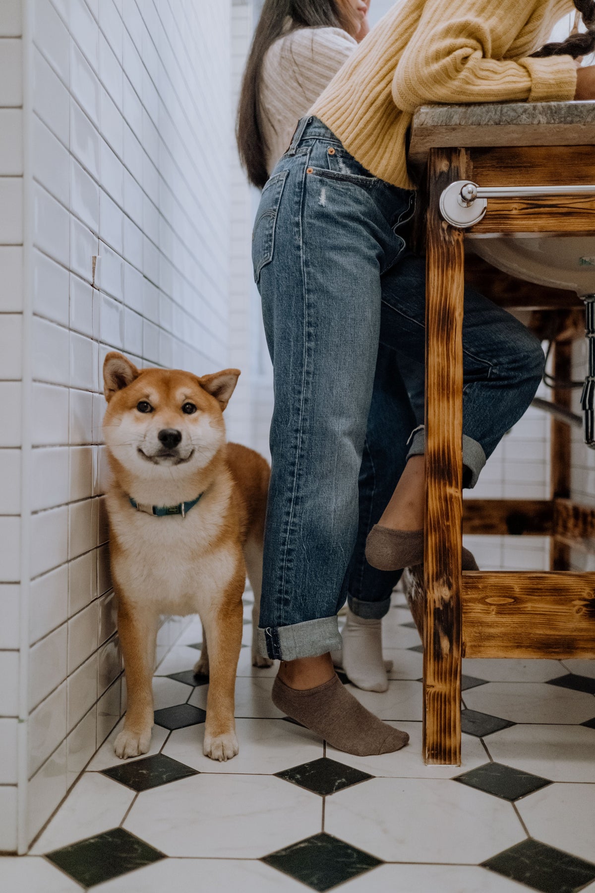 Why Does My Dog Follow Me Into the Bathroom? - The Big Pet Shop