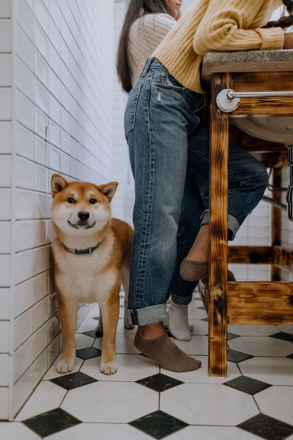 Why Does My Dog Follow Me Into the Bathroom? - The Big Pet Shop