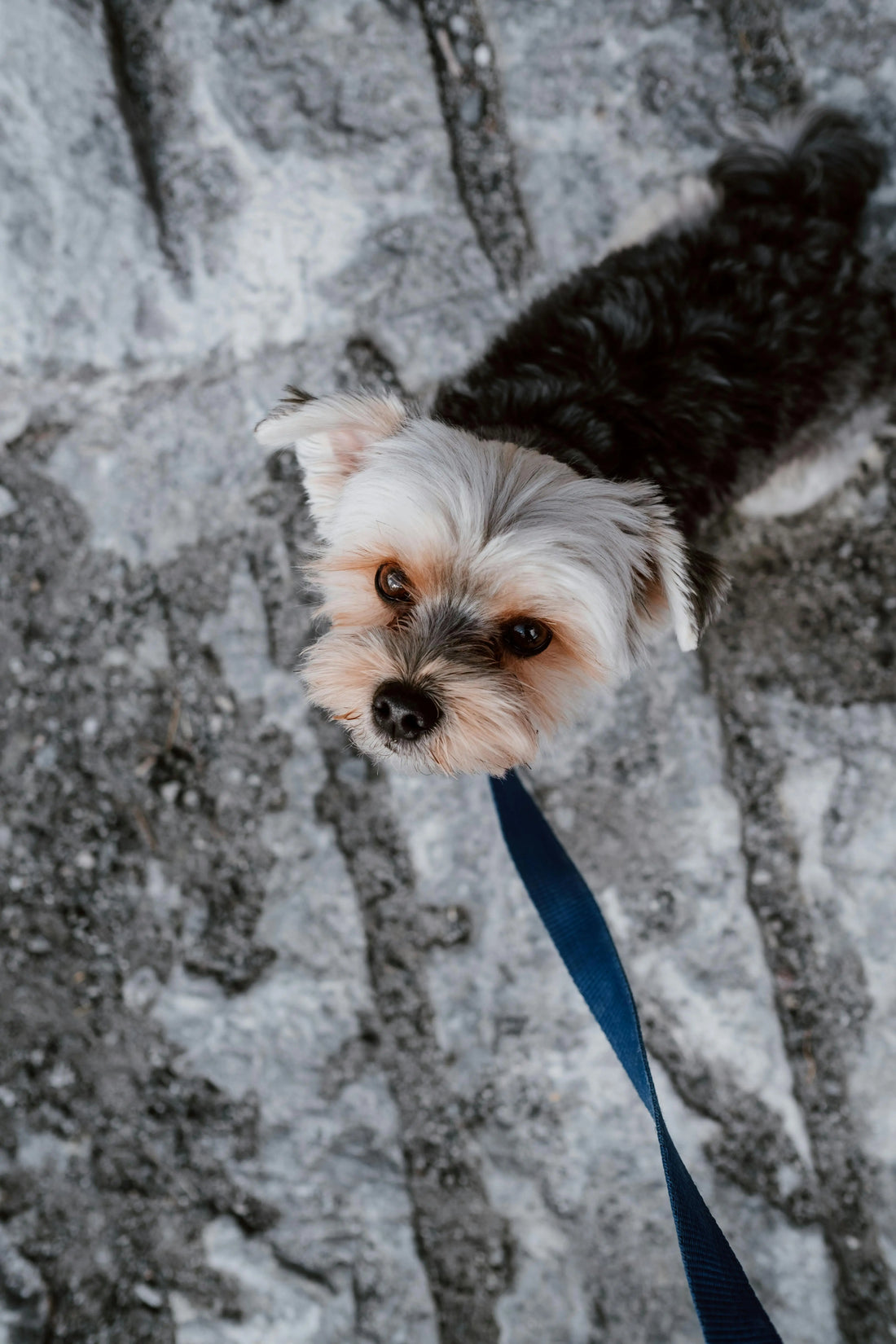 The Comfort of Predictability: Why Dogs Flourish Under a Daily Routine - The Big Pet Shop