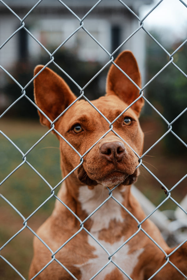 How to Help a Rescue Dog Settle Into a New Home - The Big Pet Shop