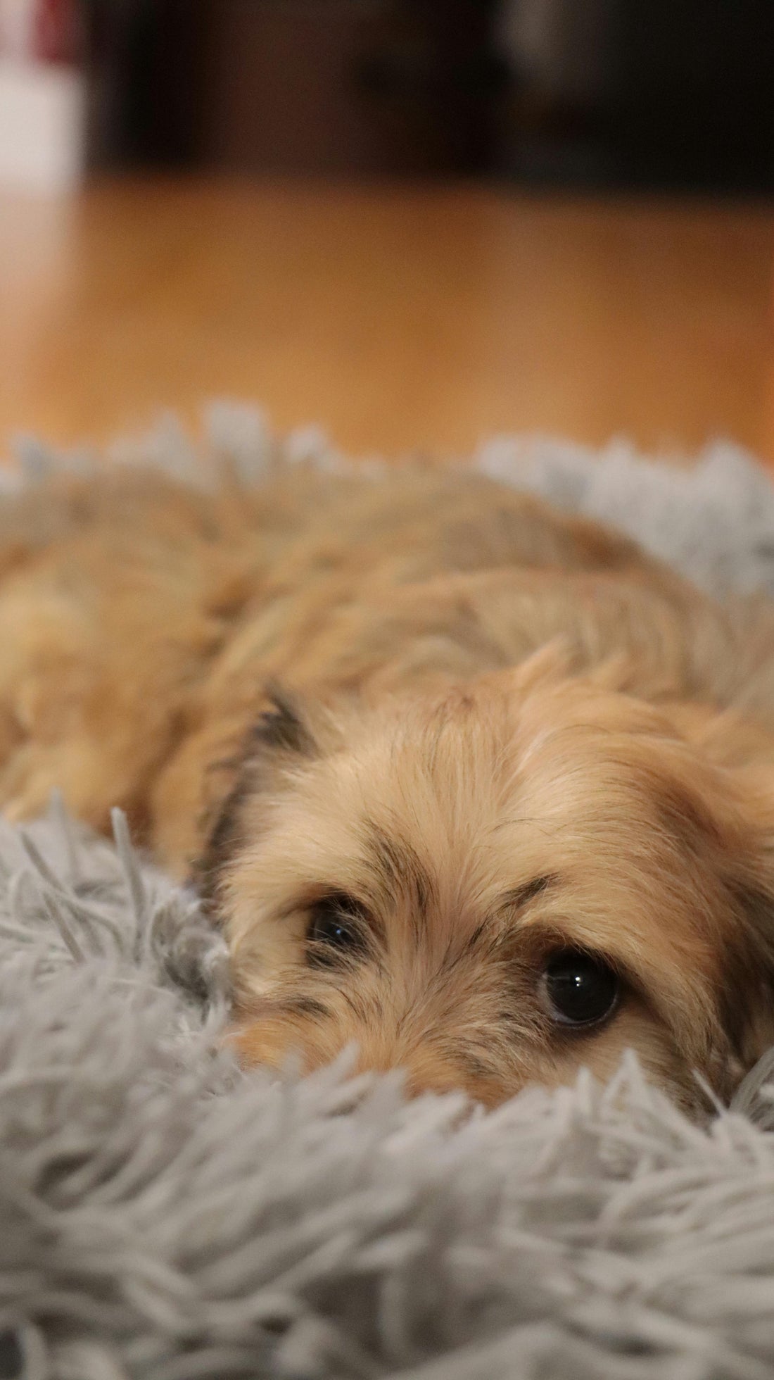How to Create a Calm Evening Routine for Dogs — The Complete Science-Backed Guide - The Big Pet Shop