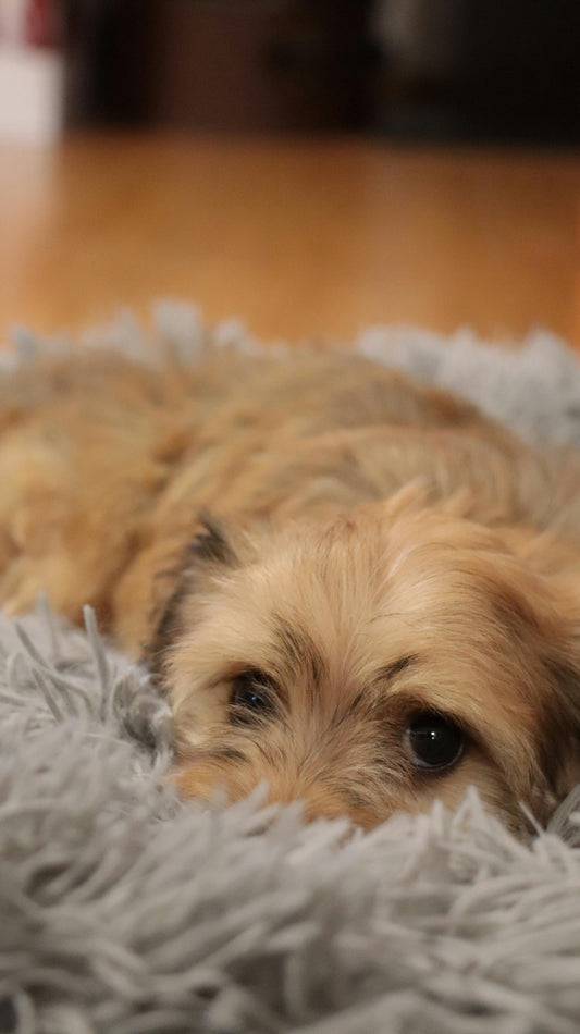 How to Create a Calm Evening Routine for Dogs — The Complete Science-Backed Guide - The Big Pet Shop