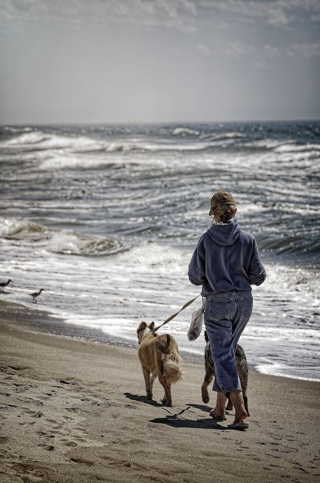 How to Make Walk Time More Interesting for Dogs — The Complete Science Guide - The Big Pet Shop