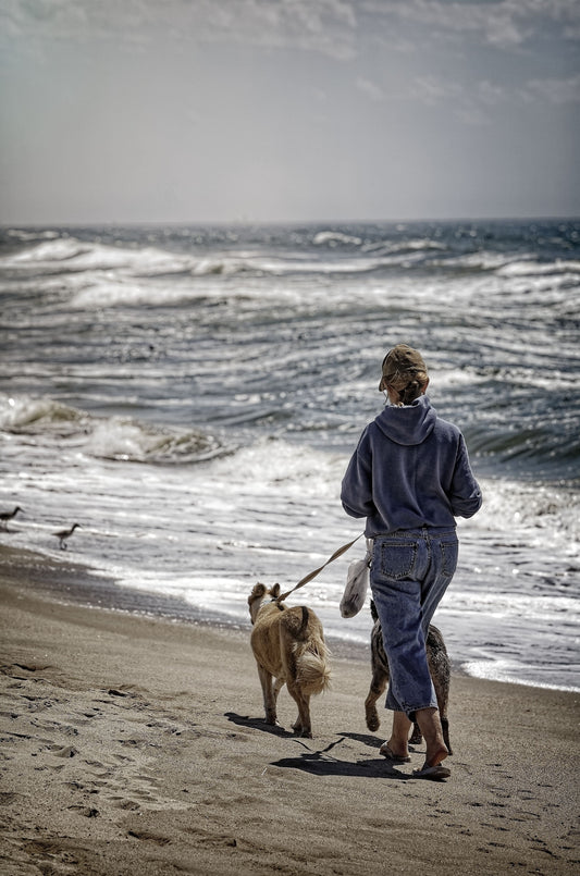 How to Make Walk Time More Interesting for Dogs — The Complete Science Guide - The Big Pet Shop