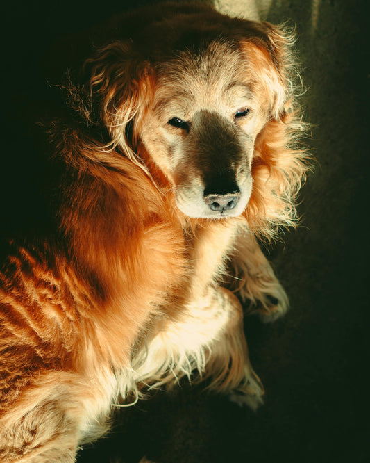 How Dogs Change as They Get Older — The Complete Science Guide - The Big Pet Shop