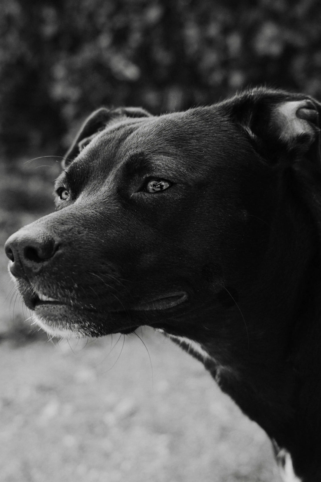 The Secret Language of Dogs: What Your Best Friend Is Actually Saying - The Big Pet Shop