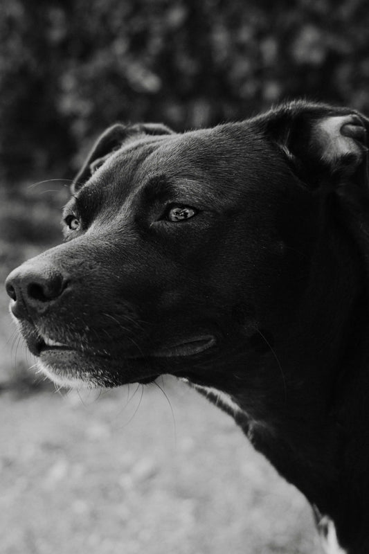 The Secret Language of Dogs: What Your Best Friend Is Actually Saying - The Big Pet Shop