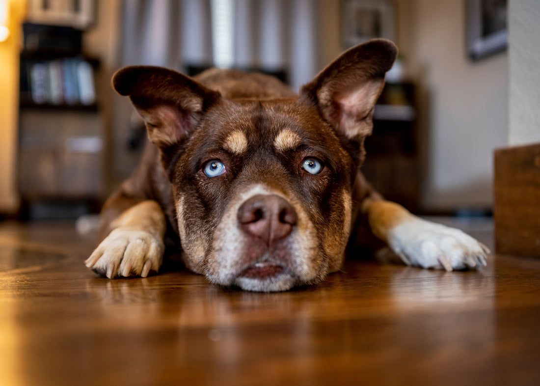A brown dog with striking blue eyes lies flat on a polished wooden floor, resting its head between its front paws while looking directly at the camera.