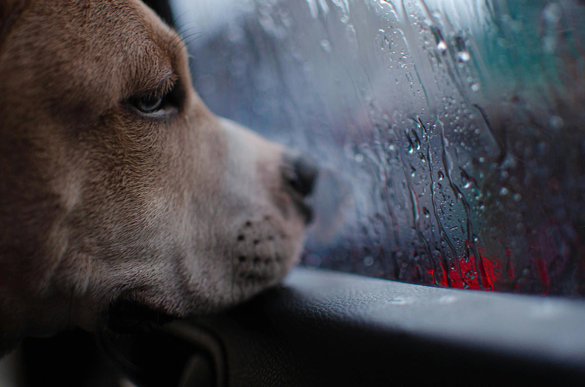 Why Is It Always Raining? A Survival Guide for Wet & Dark UK Dog Walks - The Big Pet Shop