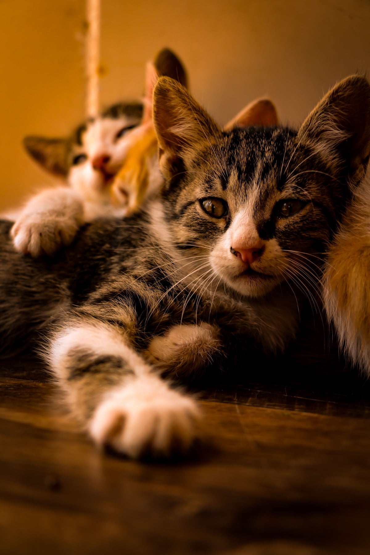 Best Toys for Kittens — The Complete Science Guide - The Big Pet Shop