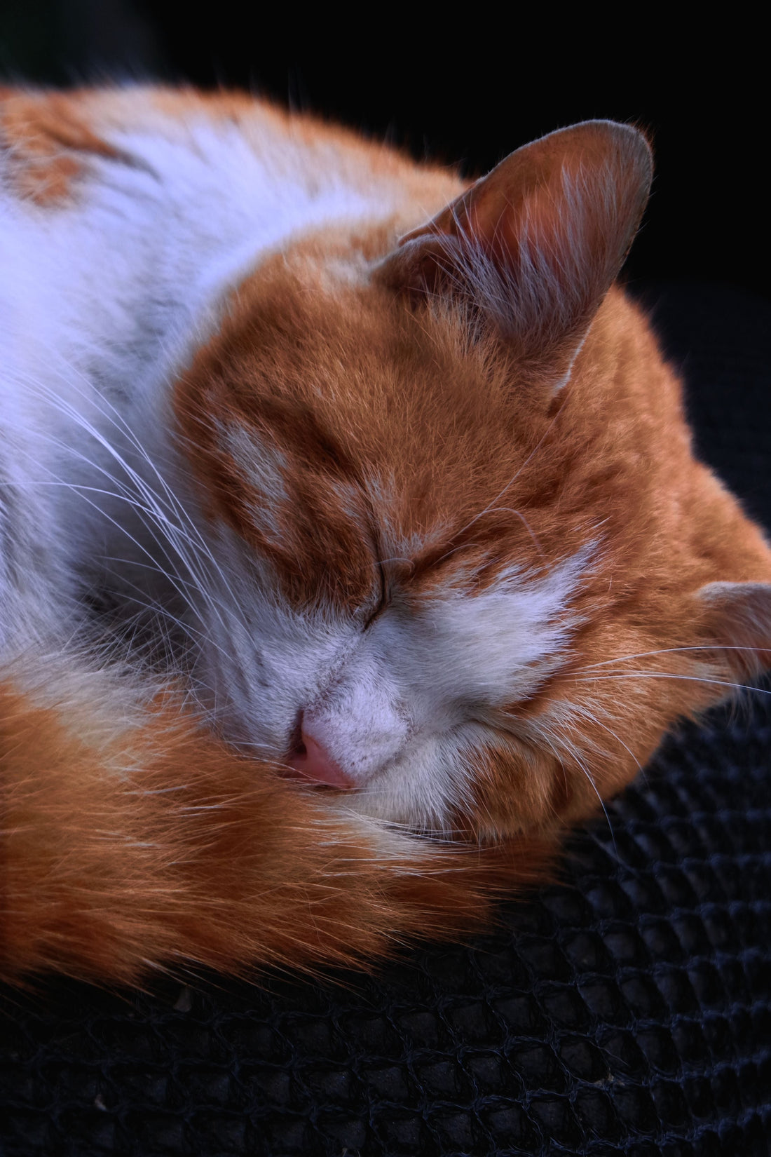 What Makes a Good Sleeping Environment for Cats — The Complete Science Guide - The Big Pet Shop