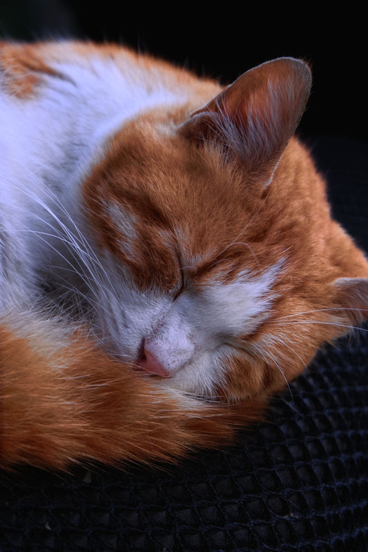 What Makes a Good Sleeping Environment for Cats — The Complete Science Guide - The Big Pet Shop