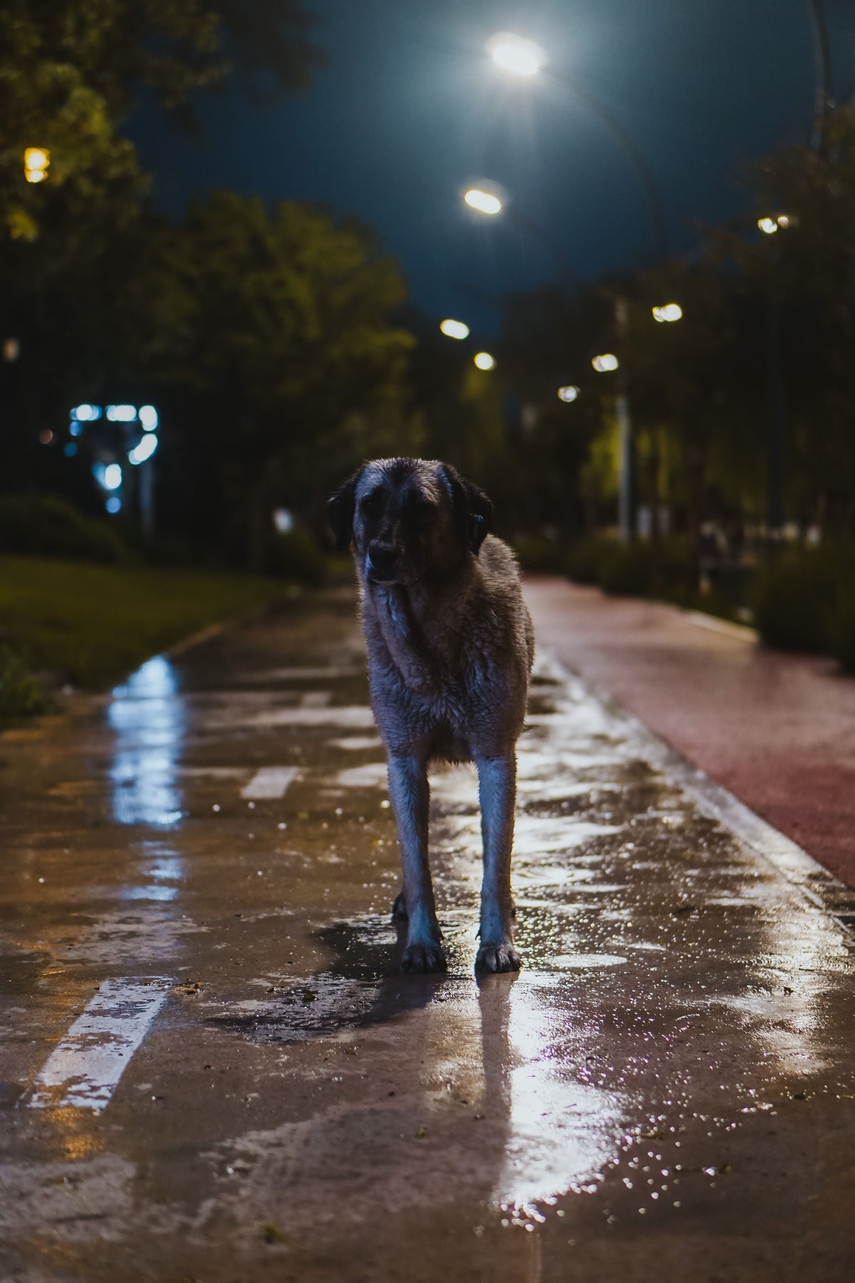 How to Walk Your Dog Safely as the Clocks Change - The Big Pet Shop