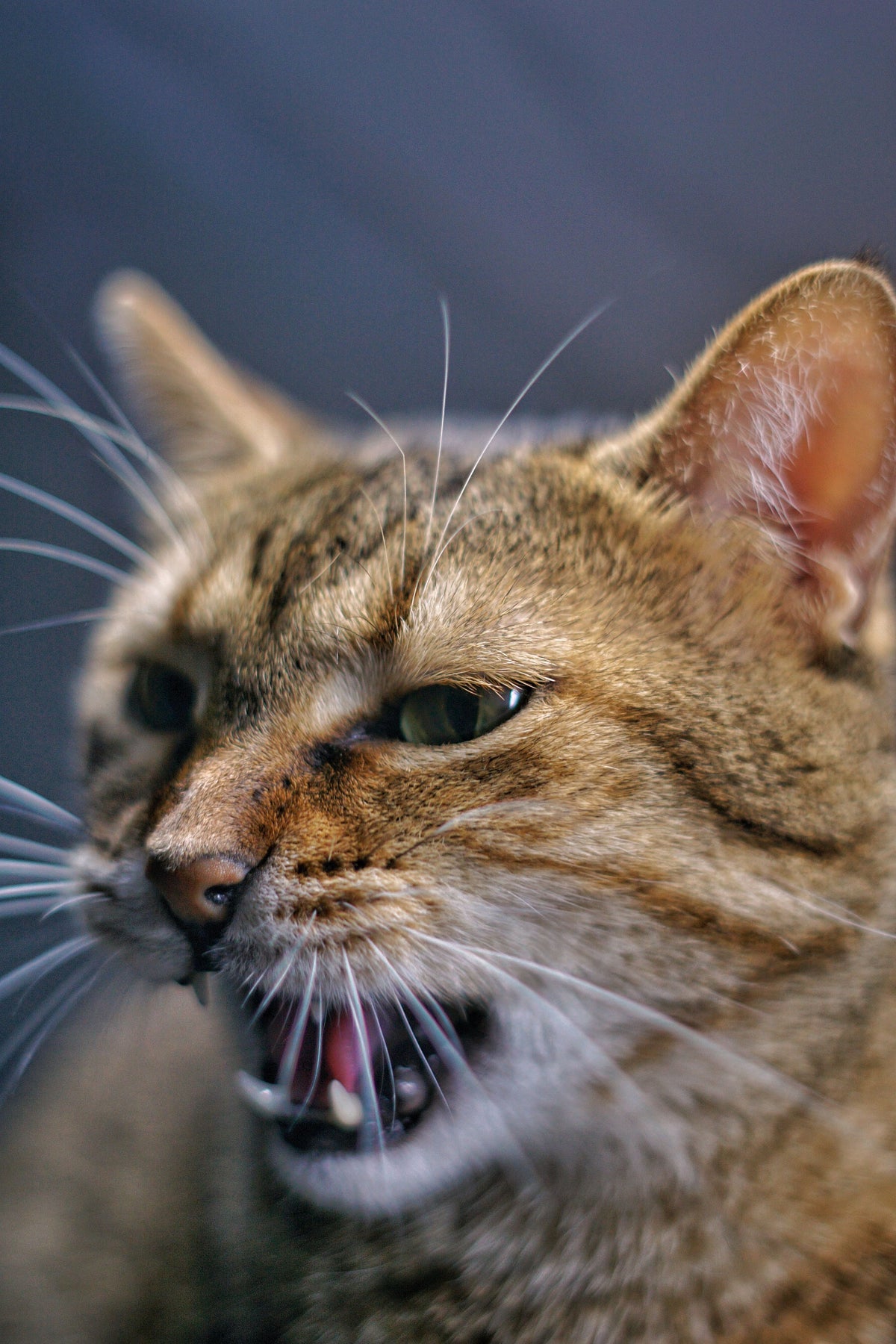 Why Do Cats Knead Blankets and Owners? - The Big Pet Shop