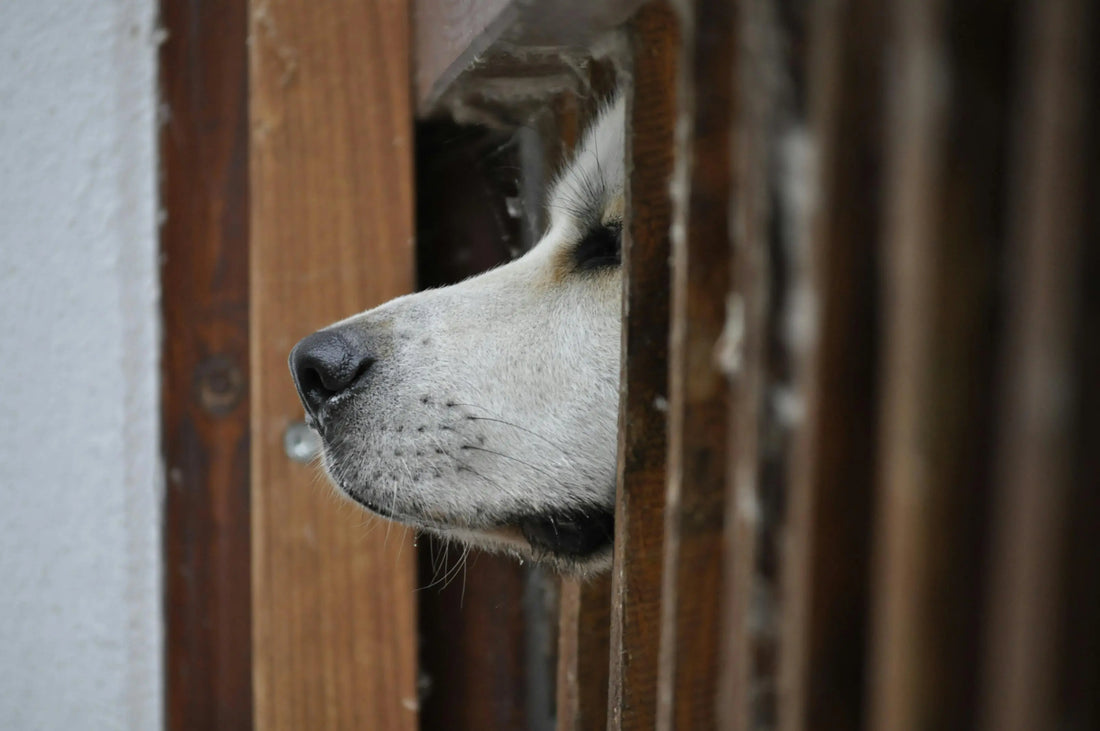 From Fearful to Fearless: The Definitive Guide to Building Confidence in Nervous Dogs - The Big Pet Shop