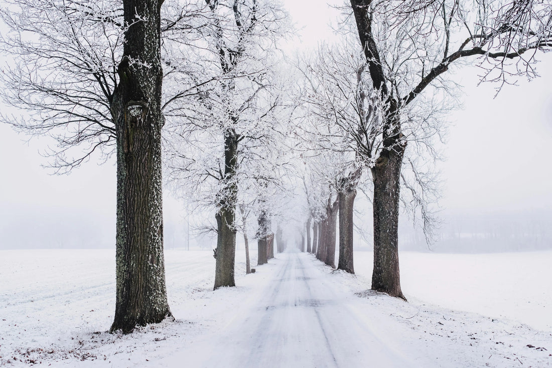 The UK Winter Survival Guide for Dogs: Why Snow, Ice, and Freezing Floors Demand Orthopedic Support - The Big Pet Shop