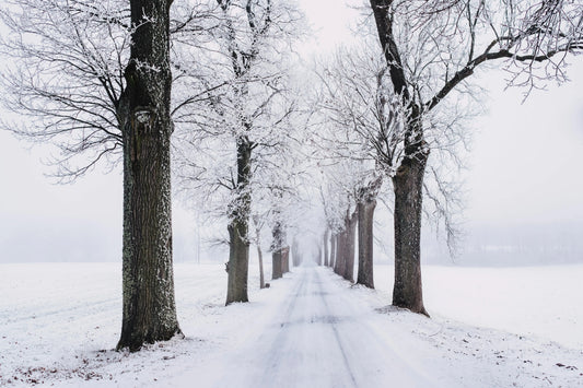 The UK Winter Survival Guide for Dogs: Why Snow, Ice, and Freezing Floors Demand Orthopedic Support - The Big Pet Shop