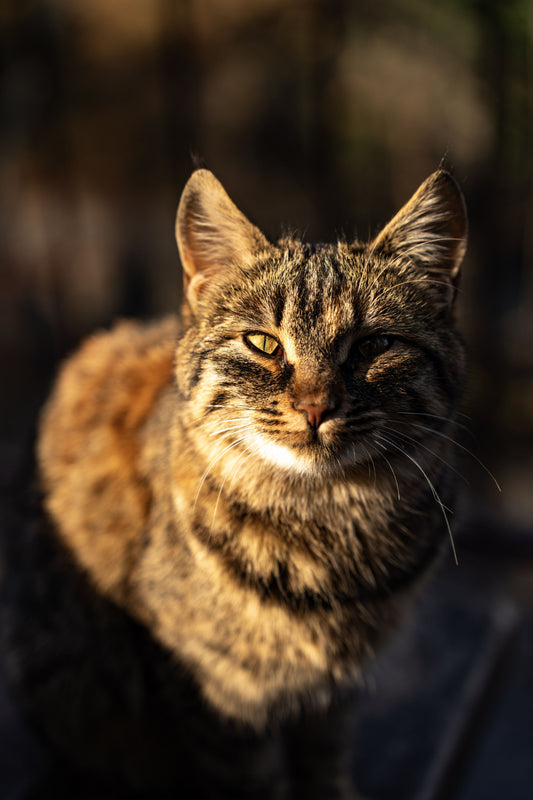 Why Cats Love Warm Places — The Complete Science Explained - The Big Pet Shop