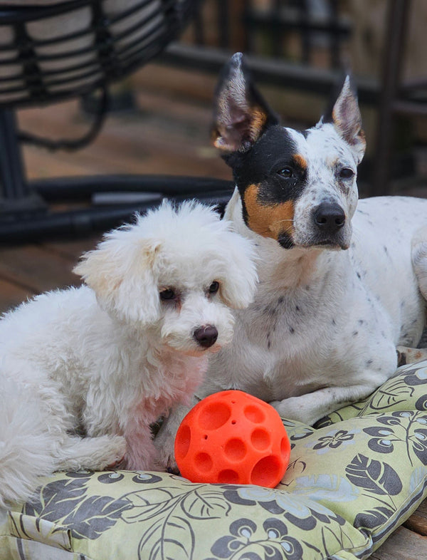 How to Manage Separation Anxiety in Multi-Pet Households - The Big Pet Shop