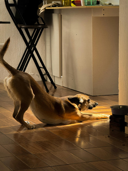 Why Dogs Stretch Before Sleeping — The Complete Science Guide - The Big Pet Shop