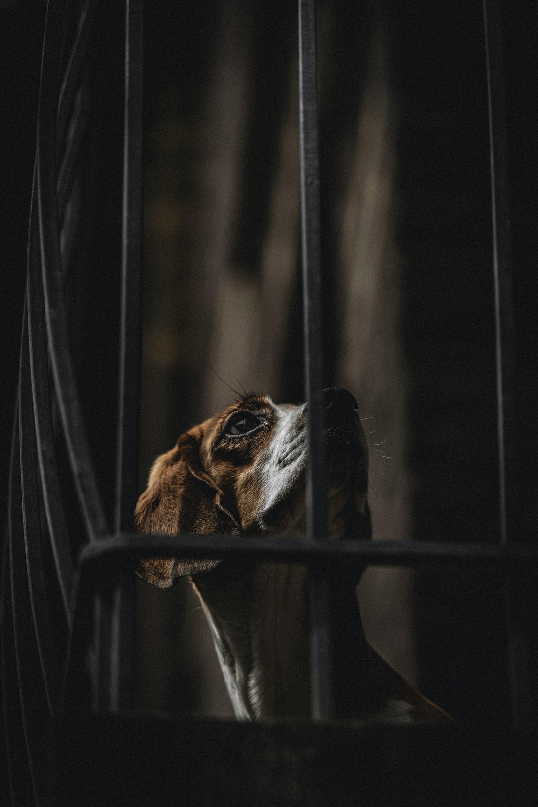 Why Dogs Sometimes Refuse Their Bed — The Complete Guide - The Big Pet Shop