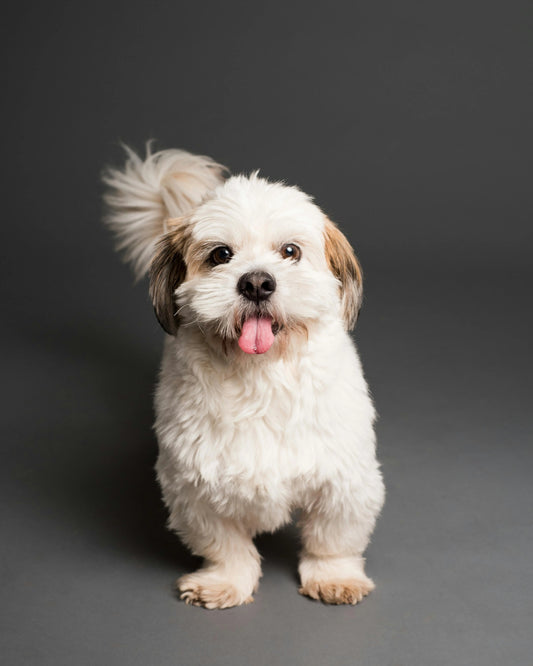 The Constant Companion: Understanding the Science Behind Why Your Dog Shadows Your Every Move - The Big Pet Shop
