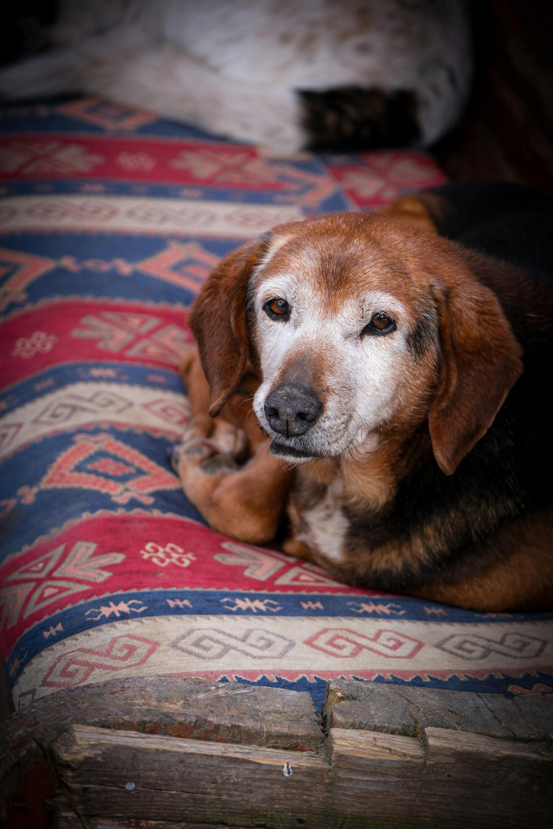 How to Spot Joint Stiffness Early in Dogs — The Complete Guide - The Big Pet Shop