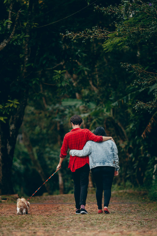 Mental vs Physical Exercise for Dogs — What Your Dog Actually Needs - The Big Pet Shop