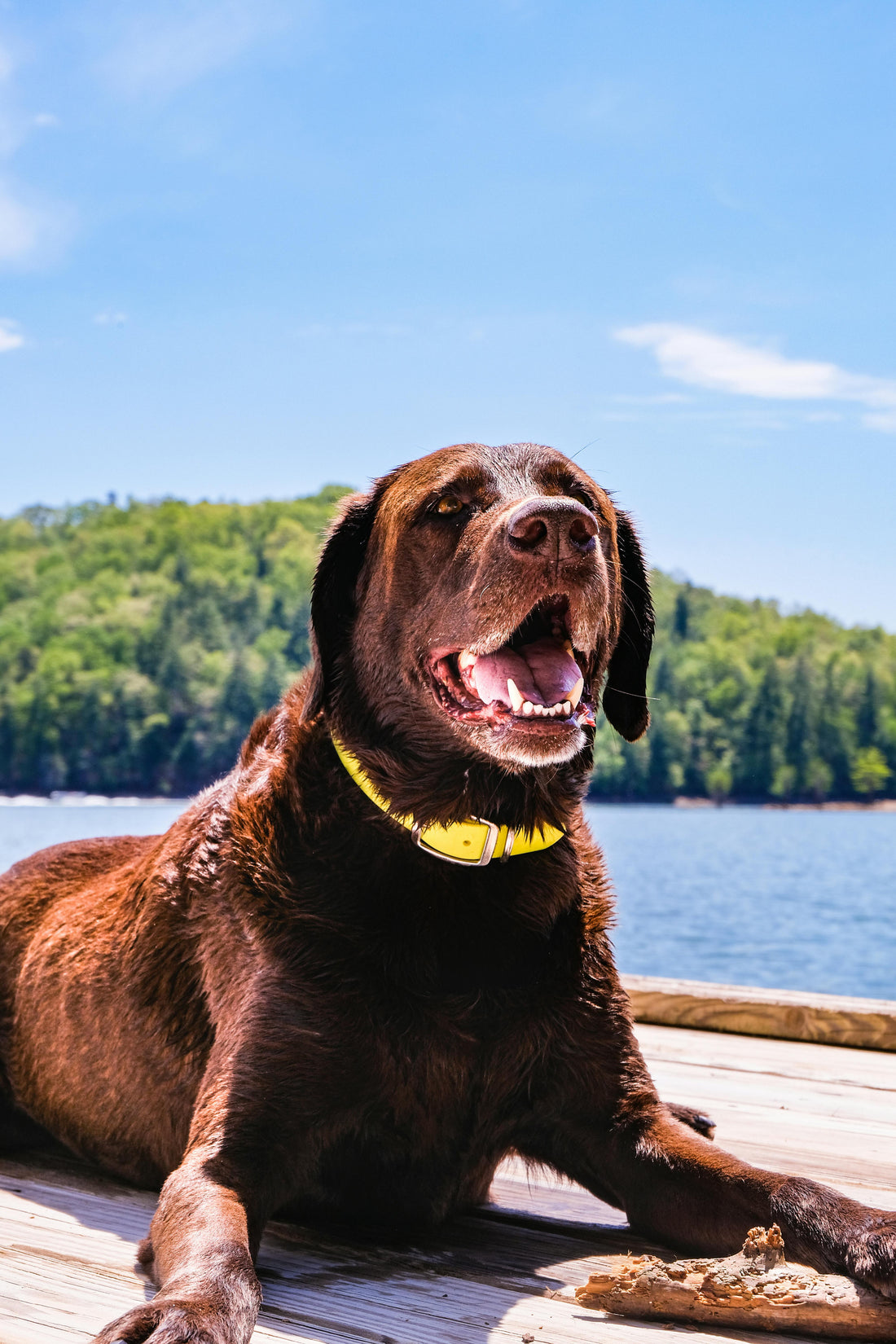 Why Dogs Sleep Less in Summer — The Science Explained - The Big Pet Shop