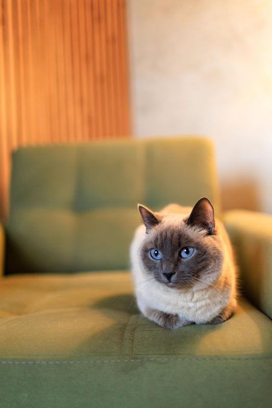 Signs Your Cat Needs More Stimulation — The Complete Guide - The Big Pet Shop