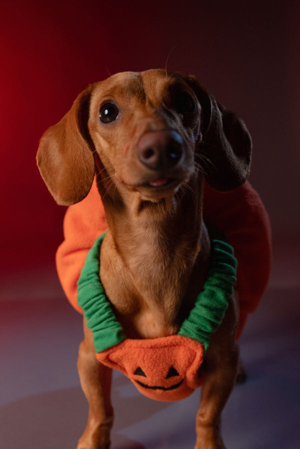 How to Keep Your Dog Calm During Halloween - The Big Pet Shop