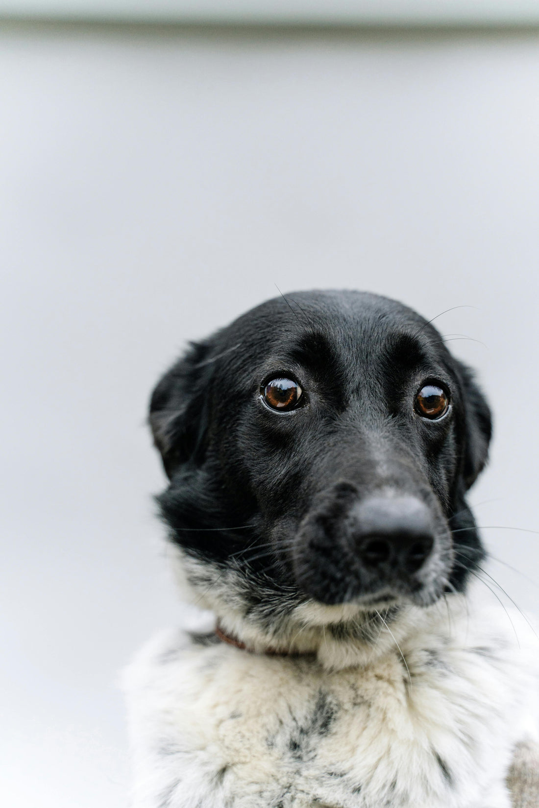How to Help Dogs Relax After Visitors Leave — The Science-Backed Guide - The Big Pet Shop