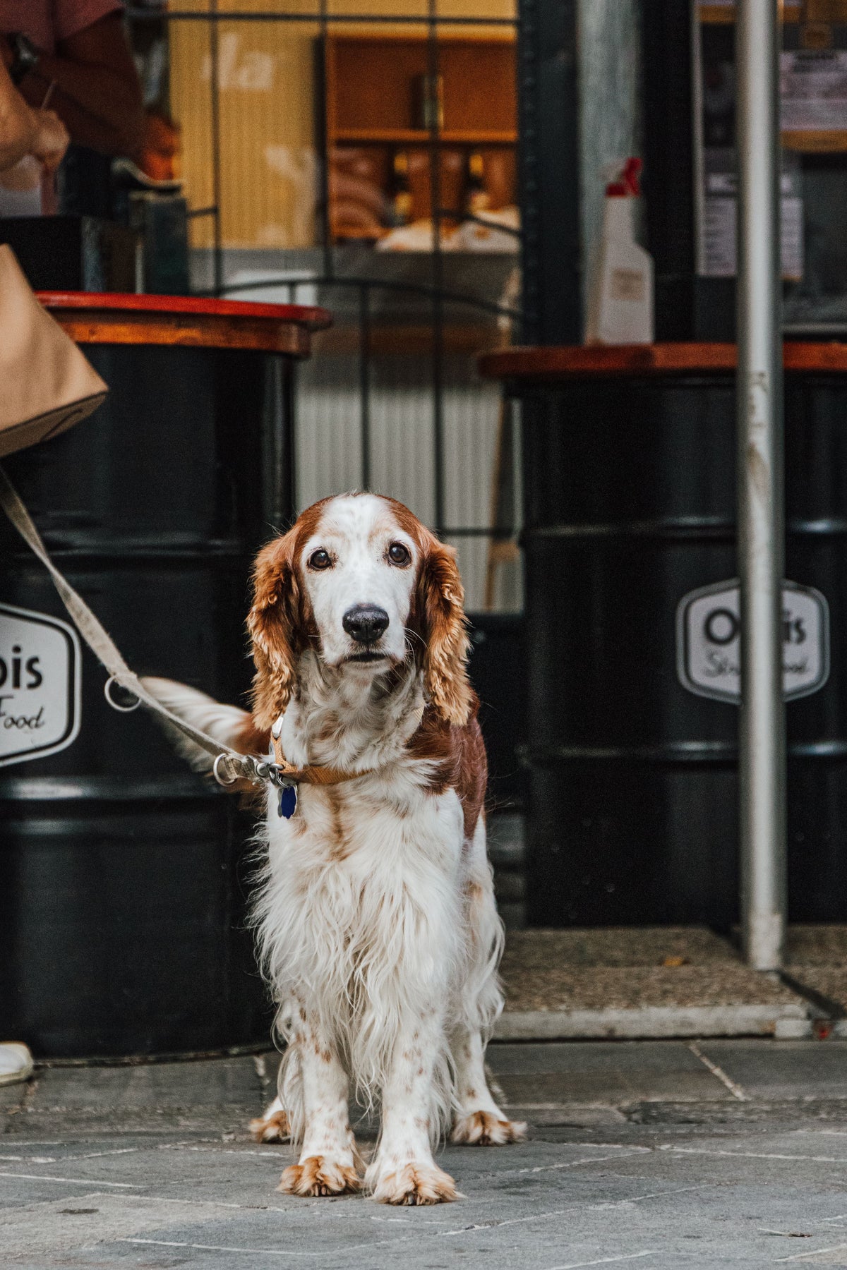 Best Dog-Friendly Pubs and Cafes in Lancashire