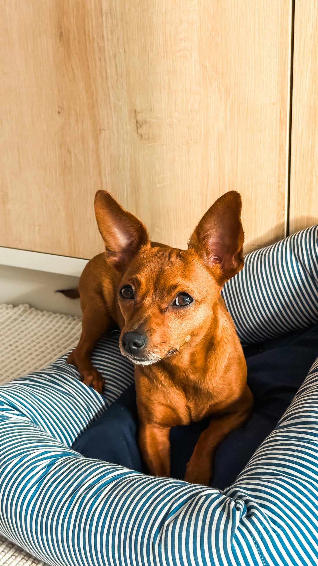 How Dogs Choose Their Favourite Place in the House — The Science Explained - The Big Pet Shop