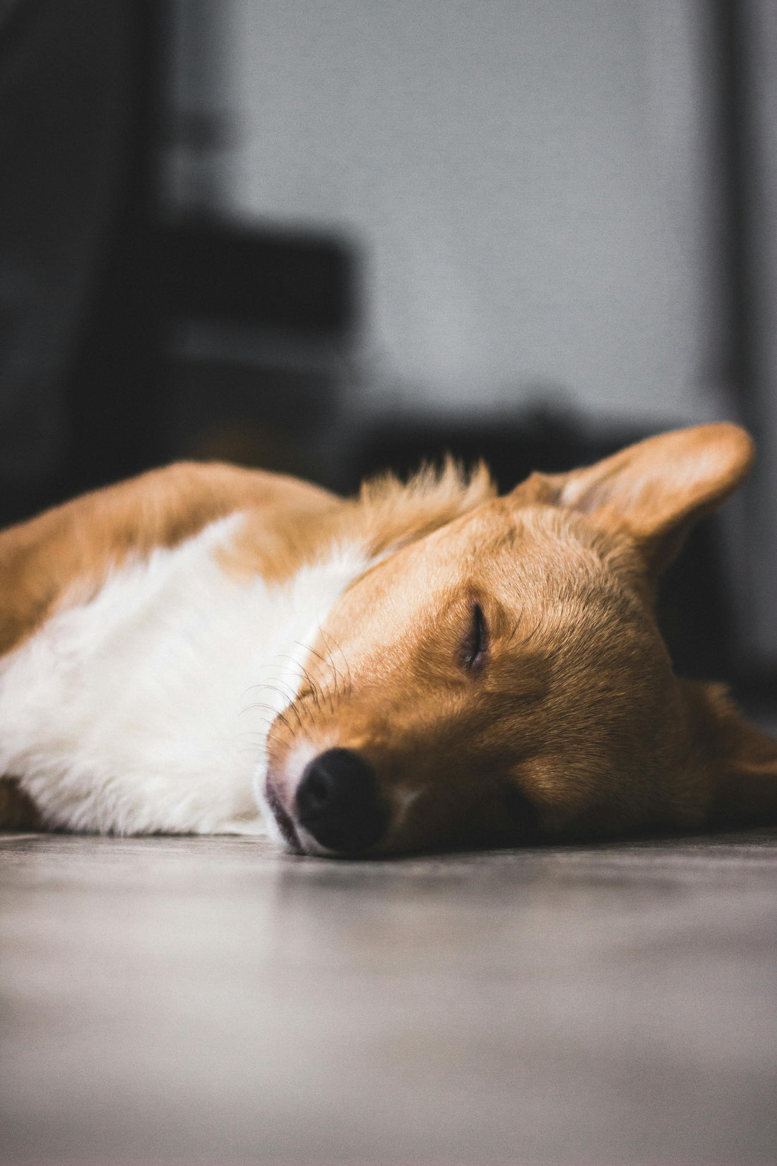 The Denning Blueprint: The Science of Choosing Your Dog’s Sleeping Spot - The Big Pet Shop