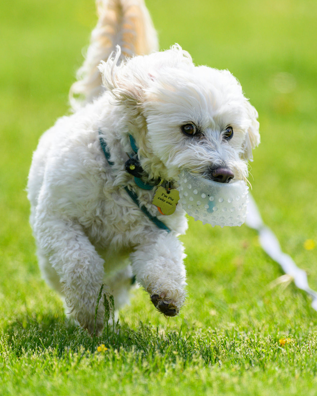 Best Toys for Dogs That Chew Everything — The Complete UK Guide - The Big Pet Shop