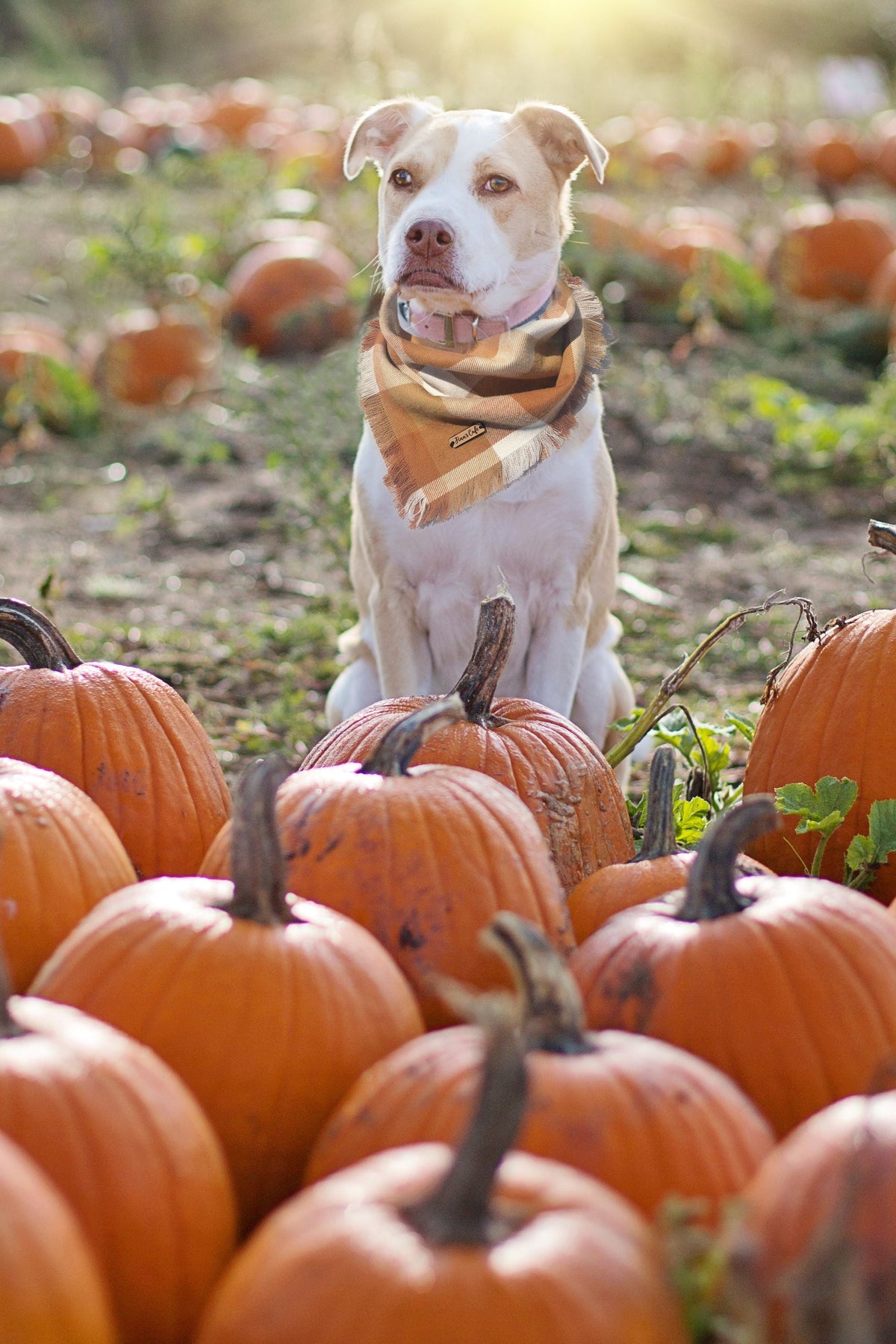 Pumpkin for Dogs: Is It Safe and How Much Can They Have? - The Big Pet Shop