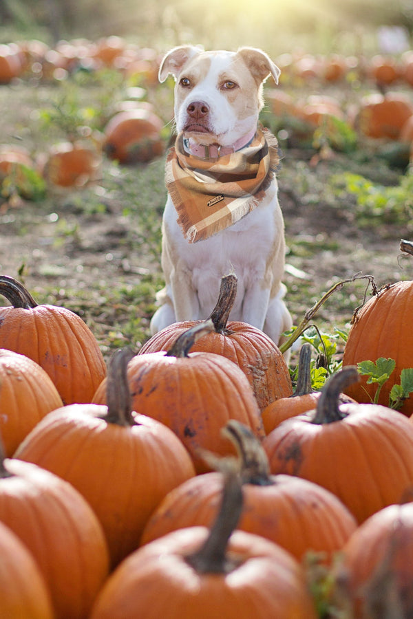Pumpkin for Dogs: Is It Safe and How Much Can They Have? - The Big Pet Shop
