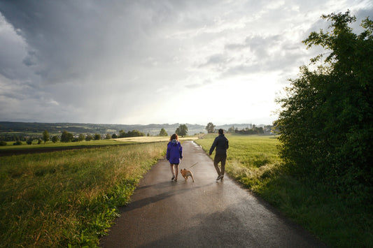 Under the Canopy: The Best Sheltered and Rainy Day Dog Walks in Lancashire - The Big Pet Shop