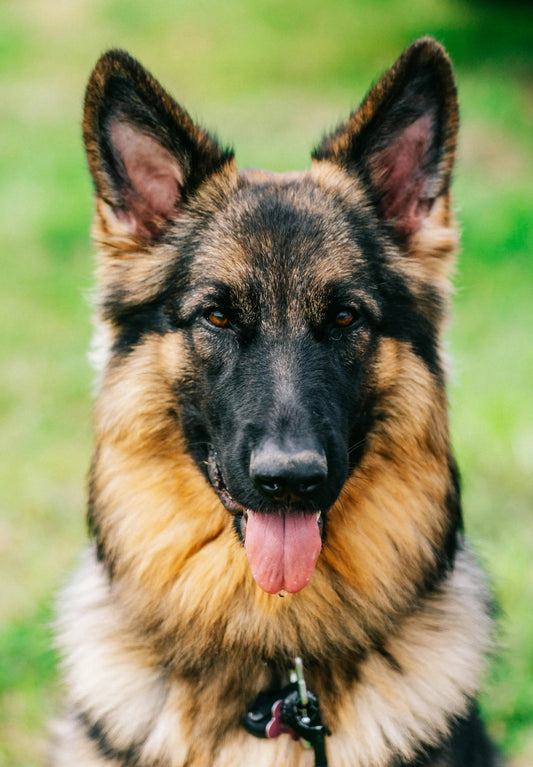 Why Standard Collars Fail Strong Breeds (And How to Fix It) - The Big Pet Shop
