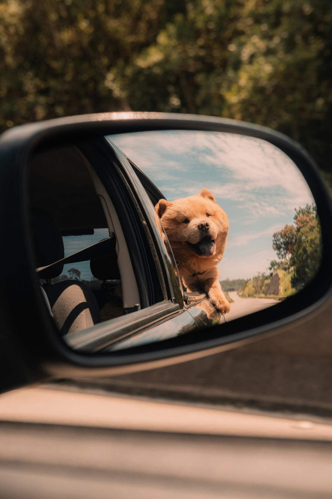 Travel Essentials for Dogs — The Complete UK Checklist - The Big Pet Shop