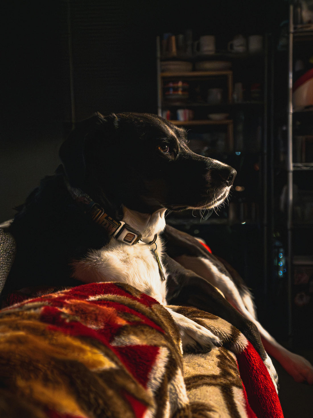 How to Help Dogs Settle Down in the Evening — The Science-Backed Guide - The Big Pet Shop